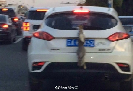 昆明一司机用活兔子遮挡号牌 网友大怒